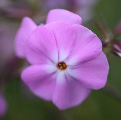 Phlox glaberrima 'Bill Baker'