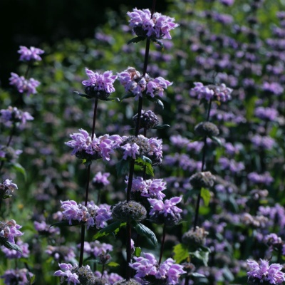 Phlomoides tuberosa