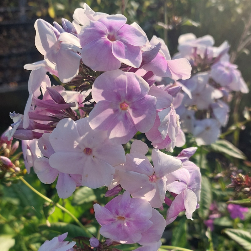 Phlox paniculata 'Lavendelwolke'