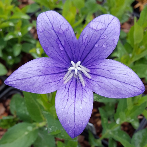 Platycodon grandiflorus blue