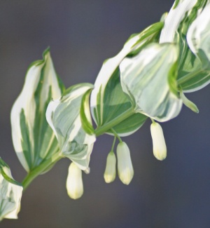 Polygonatum x hybridum 'Striatum'