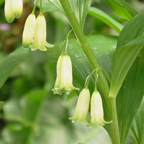 Polygonatum orientale F&S364