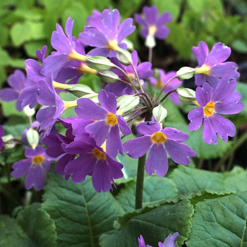 Primula 'David Valentine'