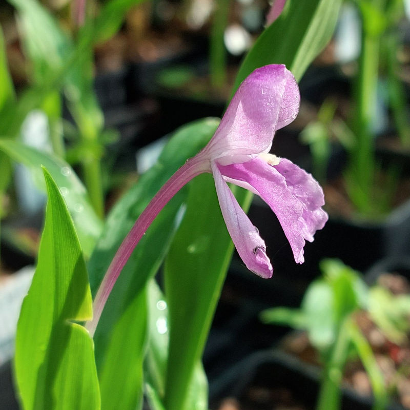 Roscoea alpina CC3667