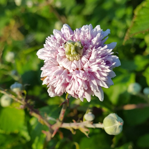 Rubus ulmifolius 'Bellidiflorus'