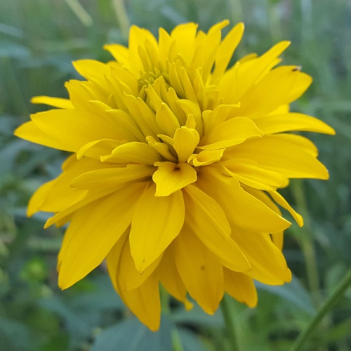 Rudbeckia laciniata 'Hortensia'