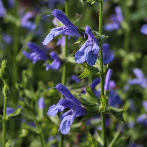 Salvia 'African Sky'