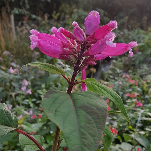 Salvia involucrata 'Hadspen'