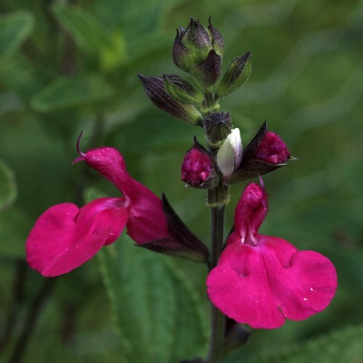 Salvia microphylla 'Cerro Potosi'