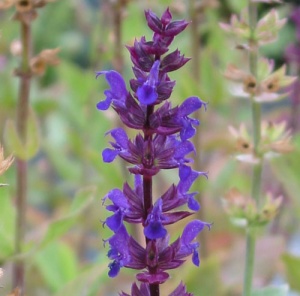 Salvia nemorosa 'Caradonna'