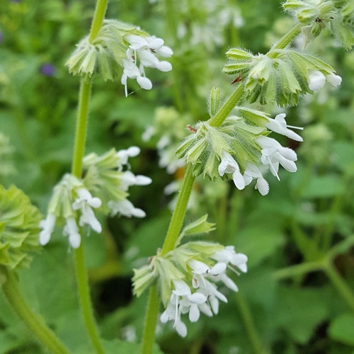 Salvia verticillata 'Alba'