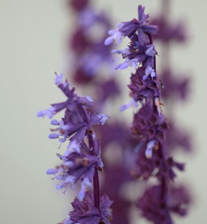 Salvia verticillata 'Hannay's Purple'