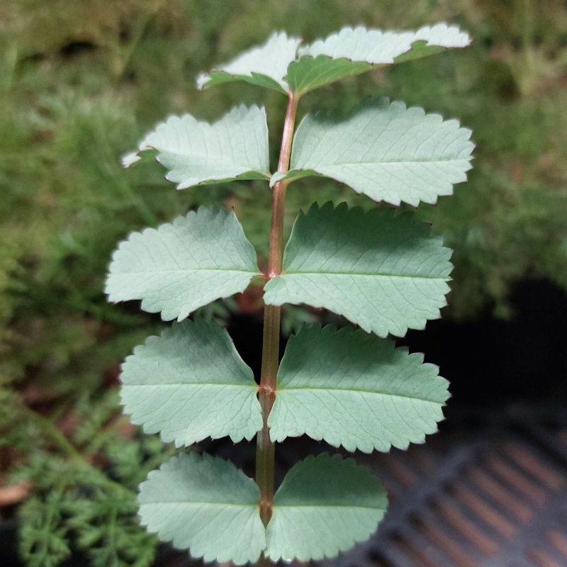 Sanguisorba obtusa silver leaved