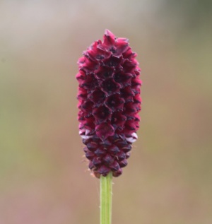 Sanguisorba officinalis CDC262