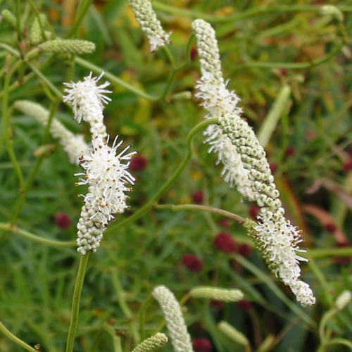 Sanguisorba tenuifolia var. alba 'Korean Snow'