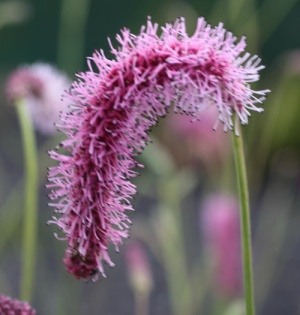 Sanguisorba tenuifolia 'Pink Elephant'