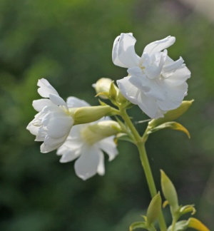 Saponaria officinalis 'Betty Arnold'