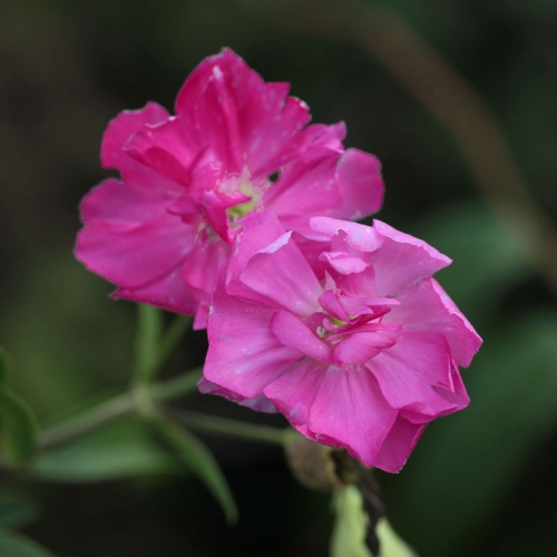 Saponaria officinalis 'Rubra Plena'