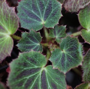 Saxifraga stolonifera 'Maroon Beauty'