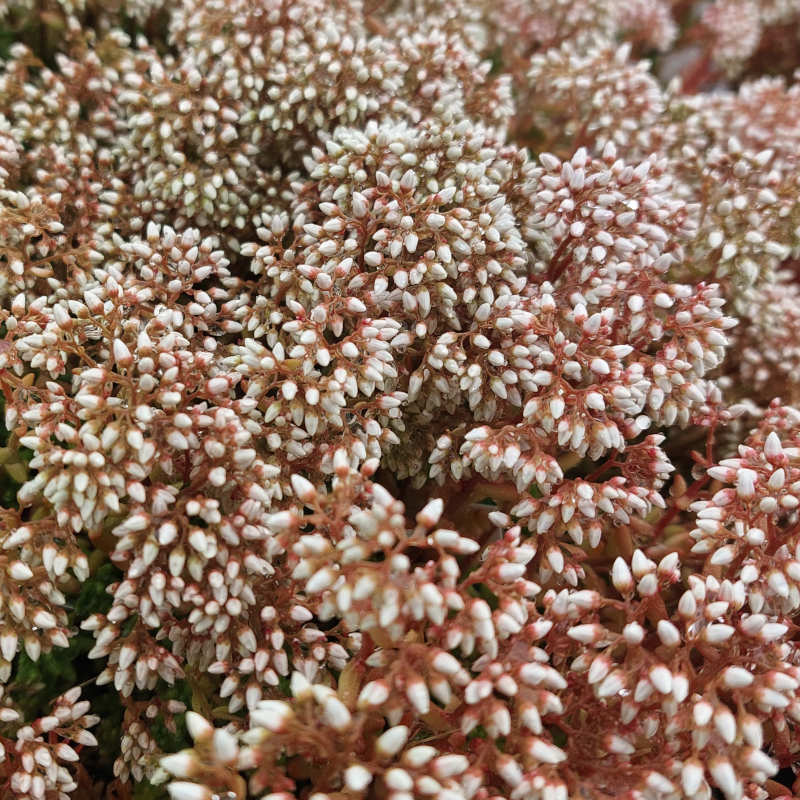 Sedum album 'Coral Carpet'