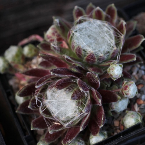 Sempervivum arachnoideum ssp. tomentosum 'Stansfieldii'