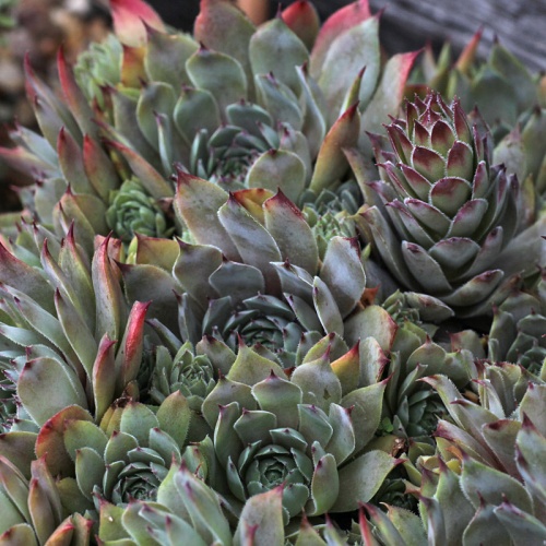 Sempervivum 'Blue Boy'