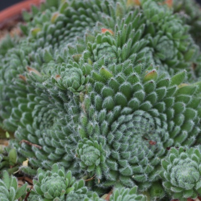 Sempervivum cilliosum var. borisii