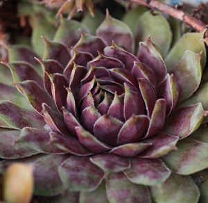 Sempervivum 'Purple Queen'