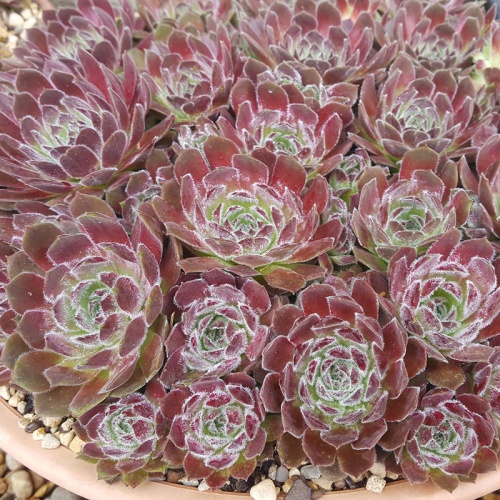 Sempervivum 'Rosie'