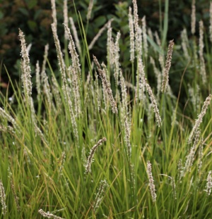 Sesleria autumnalis