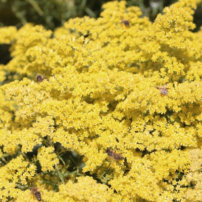 Solidago x luteus 'Lemore'