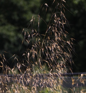 Stipa gigantea 'Gold Fontaene'