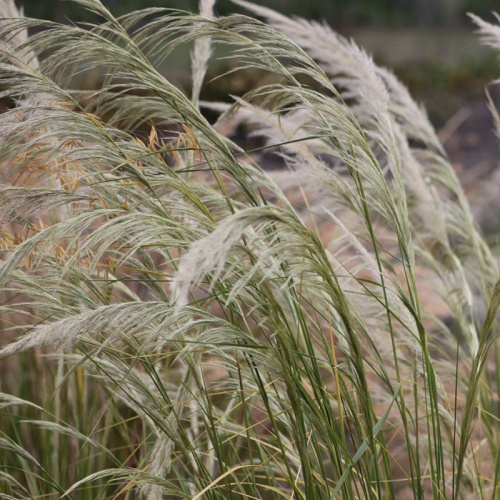 Stipa pseudoichu