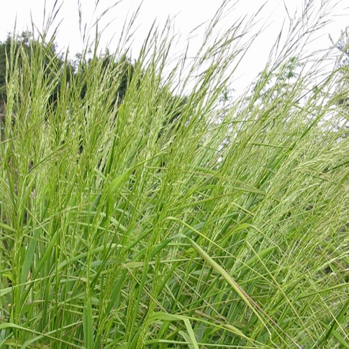 Stipa pseudoichu - The Plantsman's Preference