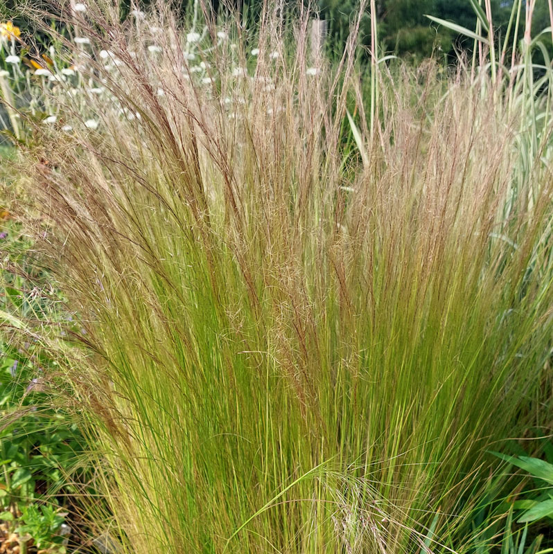 Stipa tenuissima