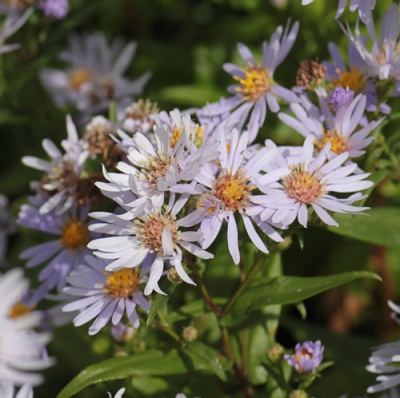 Symphyotrichum foliaceum coll. Montana