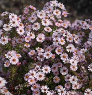 Symphyotrichum 'Kylie'