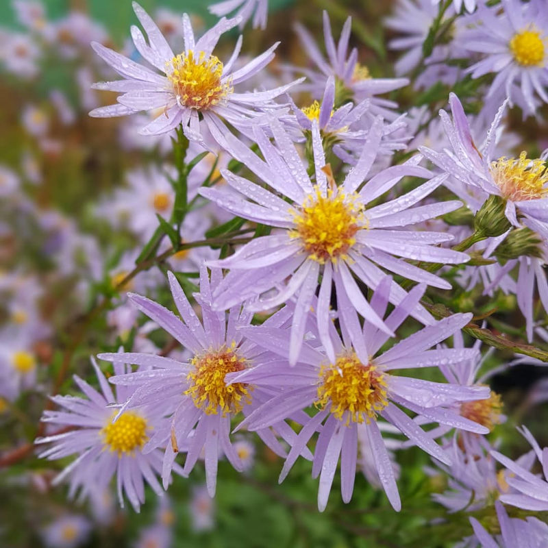 Symphyotrichum laeve 'Novemberblau'