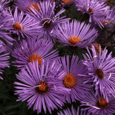 Symphyotrichum novae-angliae 'Treasure'