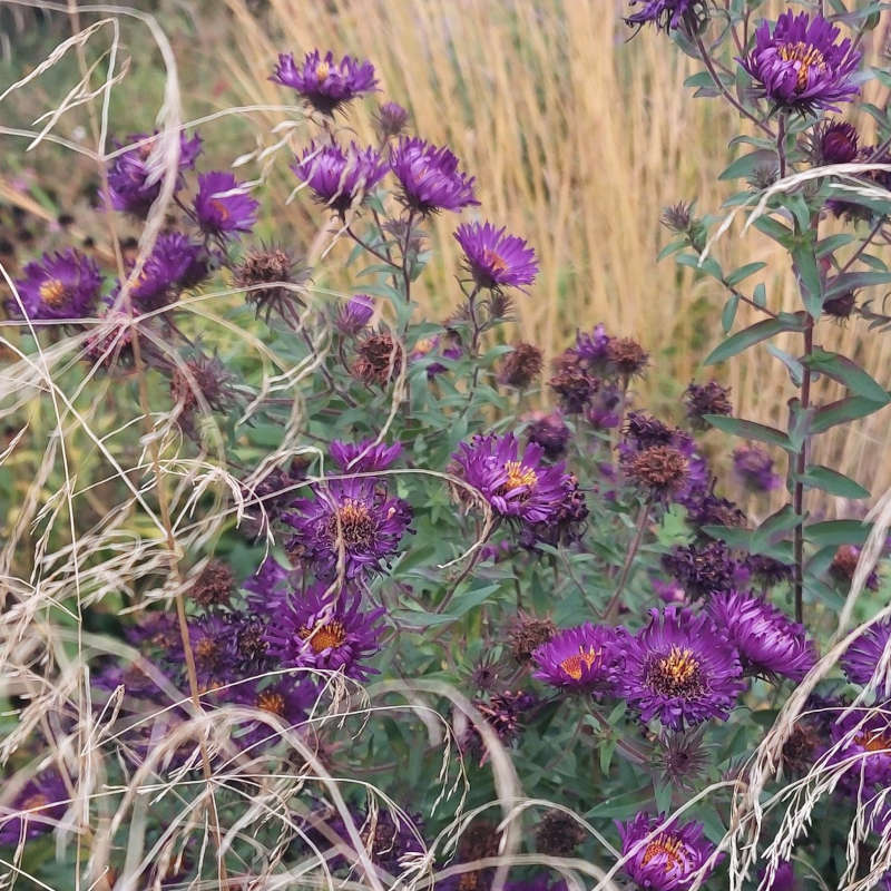 Symphyotrichum novae-angliae 'Violetta'