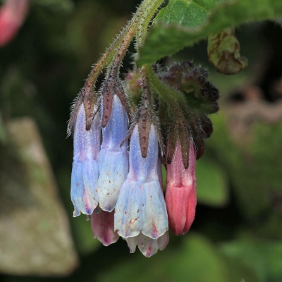 Symphytum 'Hidcote Blue'