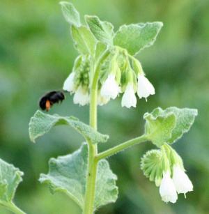 Symphytum orientale
