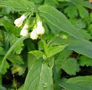 Symphytum tuberosum