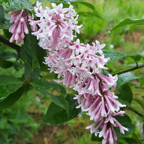 Syringa tomentella ssp. sweginzowii