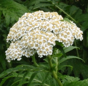 Tanacetum macrophyllum