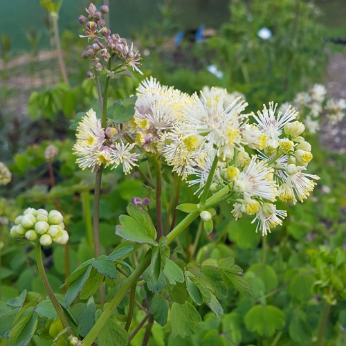 Thalictrum aquilegifolium 'Album'