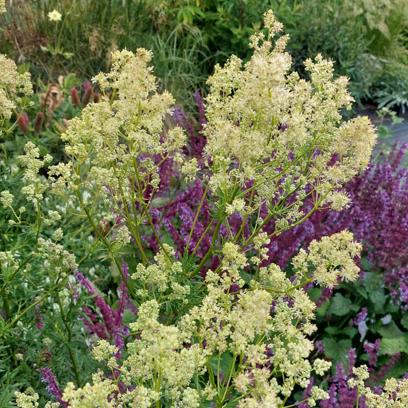 Thalictrum lucidum