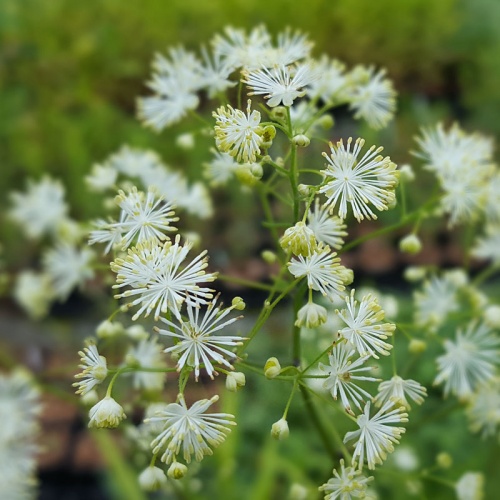 Thalictrum pubescens