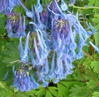 Electric Blues - Corydalis for shade