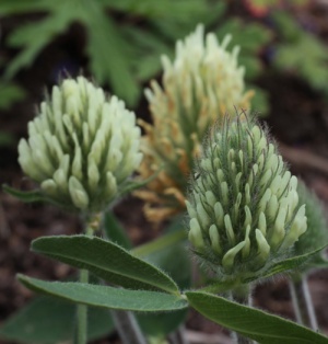 Trifolium trichocephalum